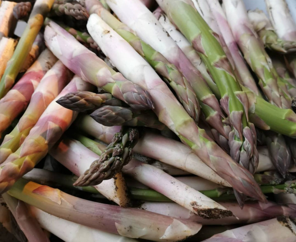 Asperges Du Potager Du Chef