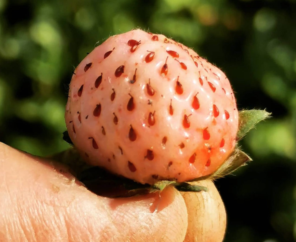 Fraise Bianca Du Potager Du Chef