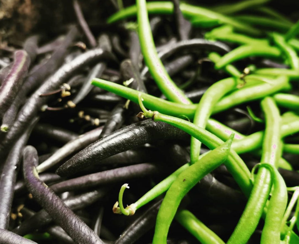 Haricots Du Potager Du Chef