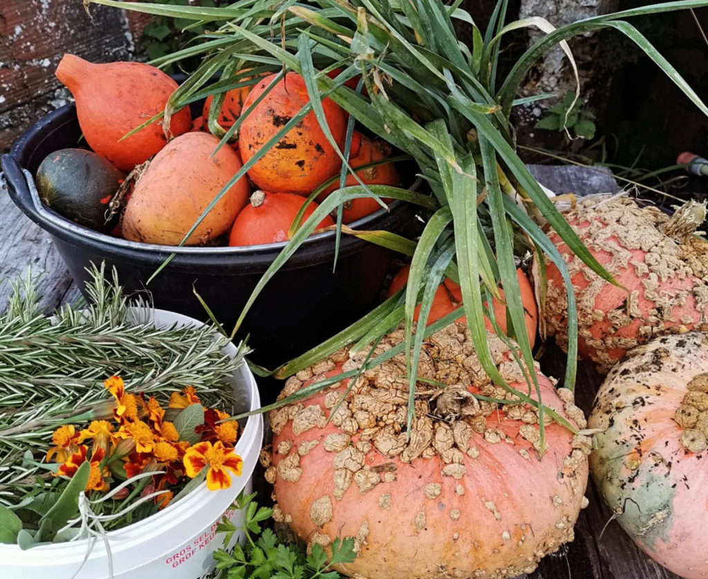 Legumes Du Potager Du Chef