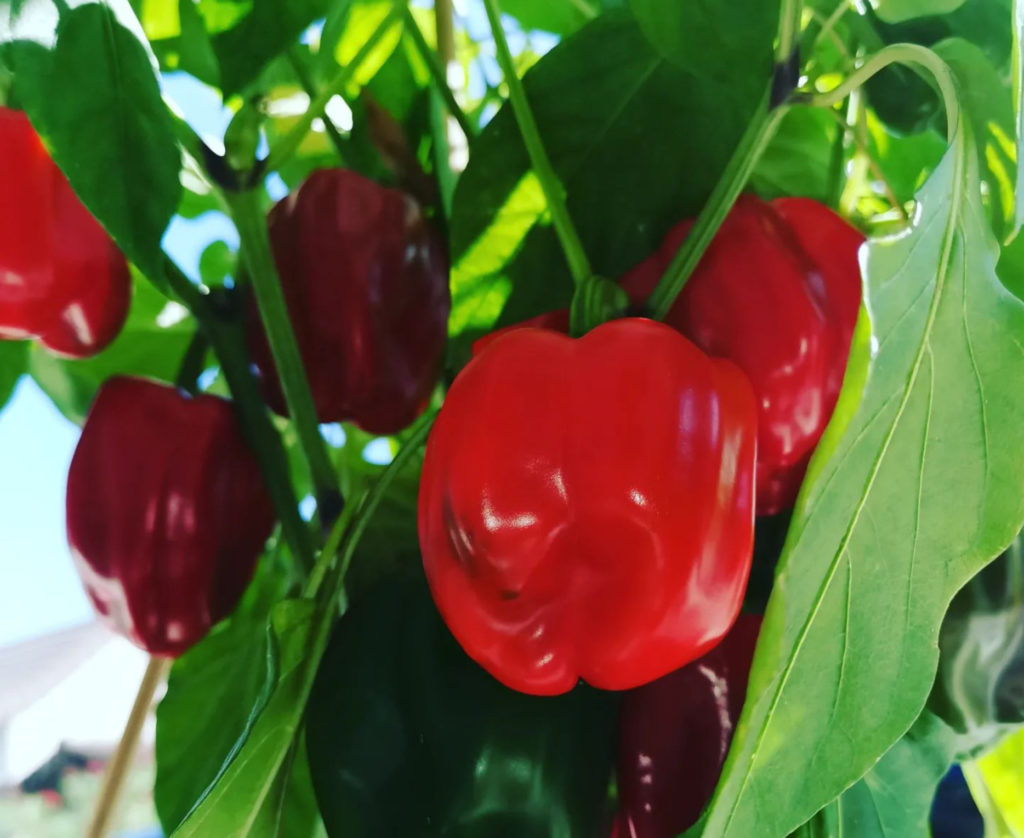 Pied De Poivron Du Potager Du Chef