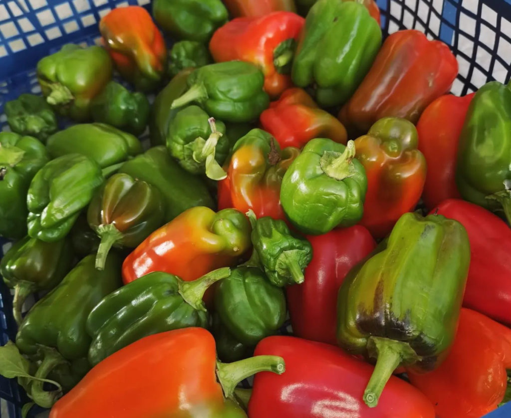 Poivrons Du Potager Du Chef