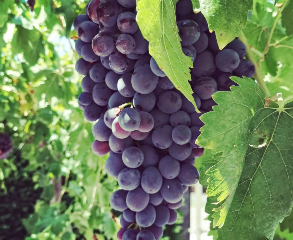 Raisin Du Potager Du Chef