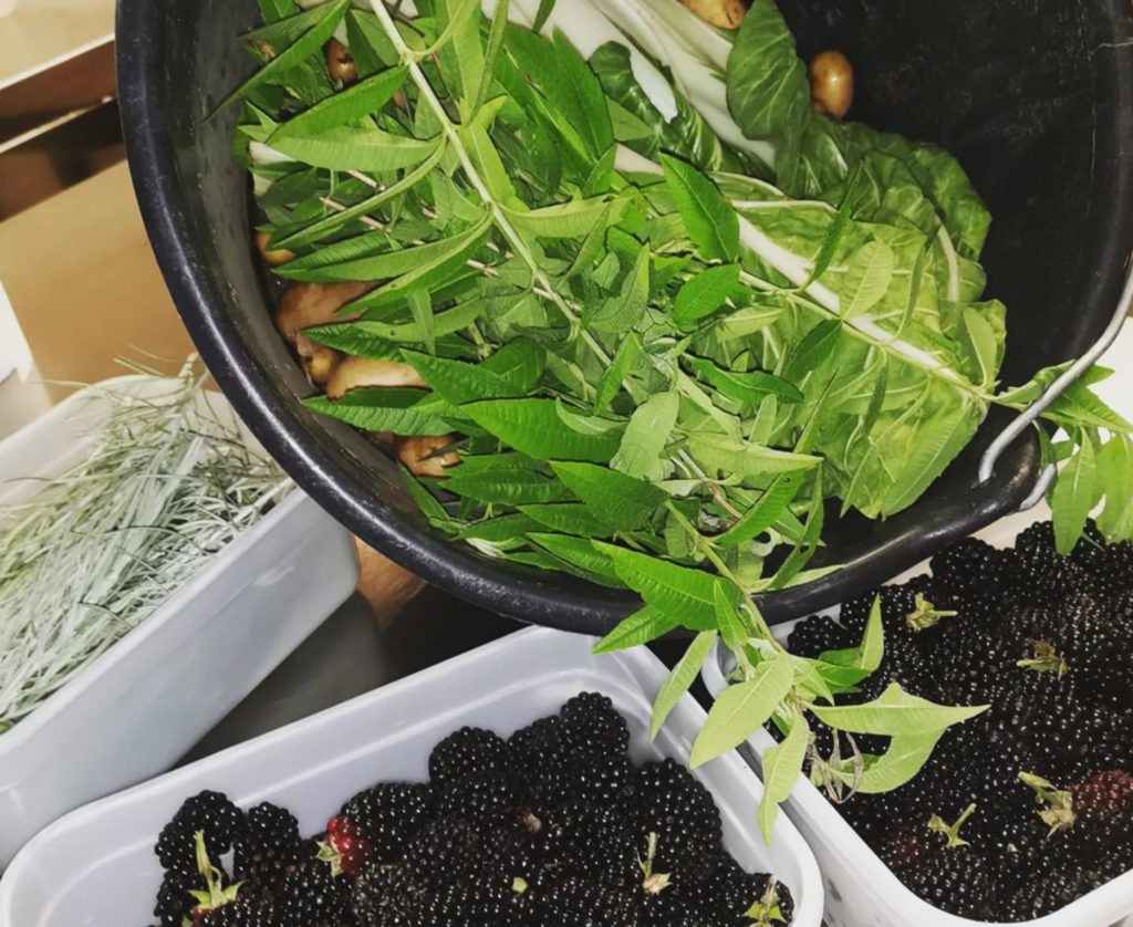 Verveine Et Mures Du Potager Du Chef